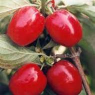 Саджанець Кизил Олена